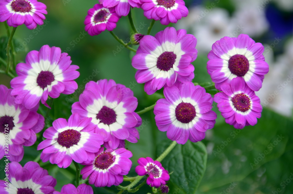 La belleza de las flores La belleza de las flores