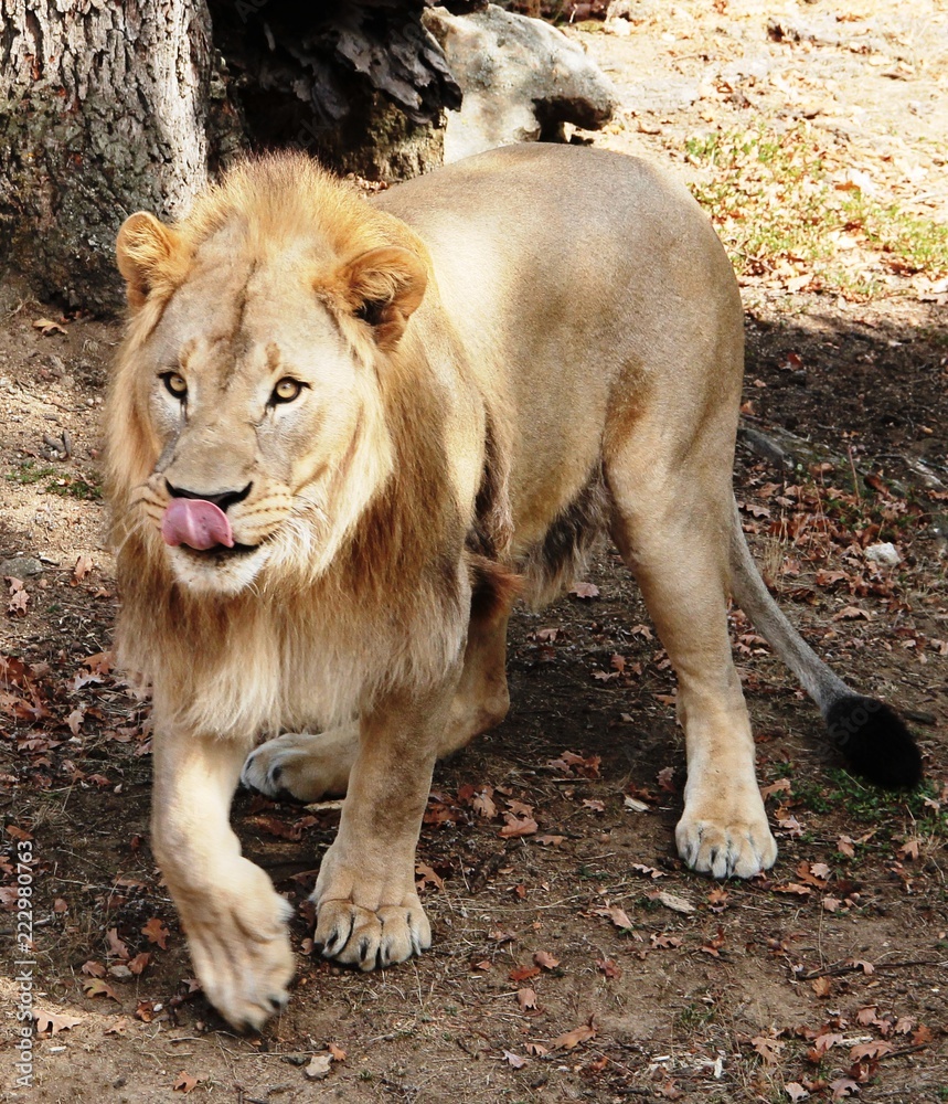 Naklejka premium lion