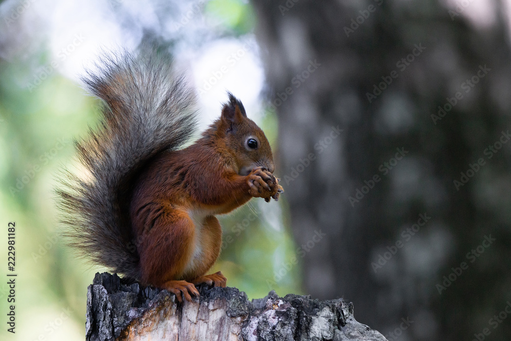 squirrel on the tree squirrel on the tree