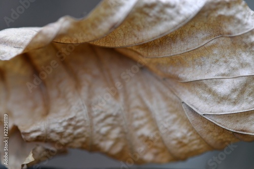 dead and curled beech leaf in macro