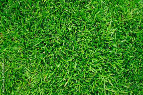 Natural green grass background with vintage filter