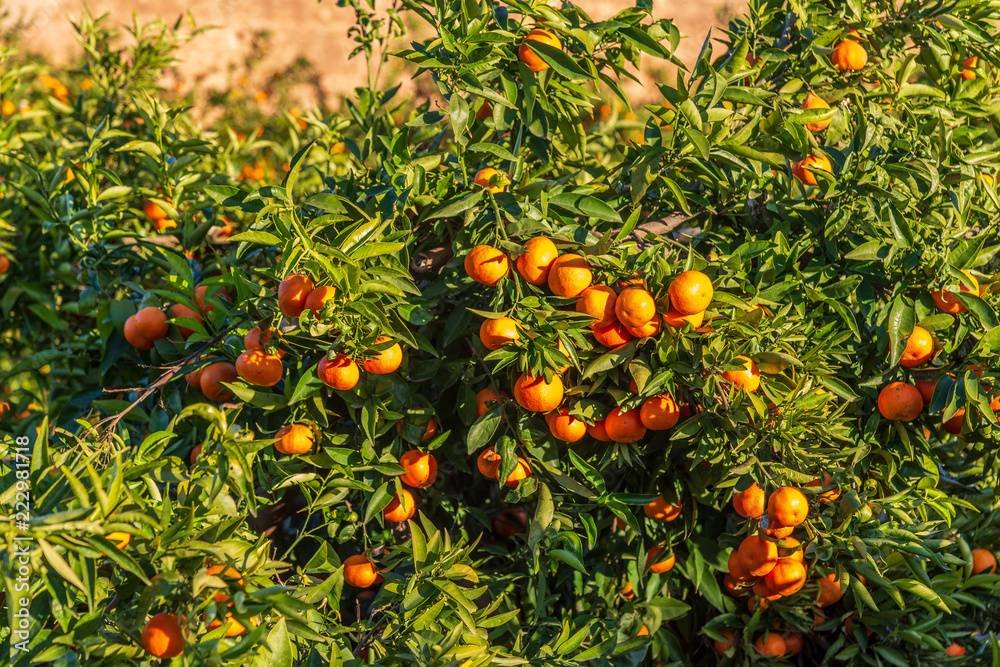 Mogna clementiner på träd i en citrusodling