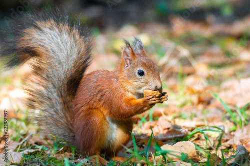 a squirrel with a nut © alexbush