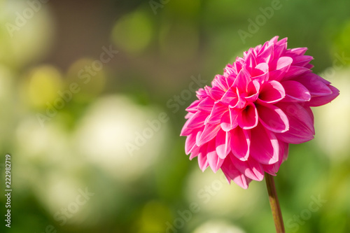 Fototapeta Naklejka Na Ścianę i Meble -  Pinke Balldahlie (Asteracea) blüht im Licht der strahlenden Morgensonne.