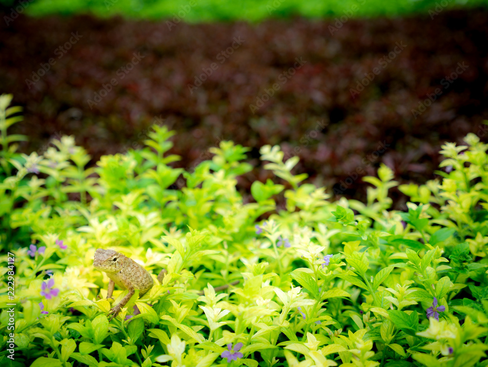 Fototapeta premium The Chameleon Standing