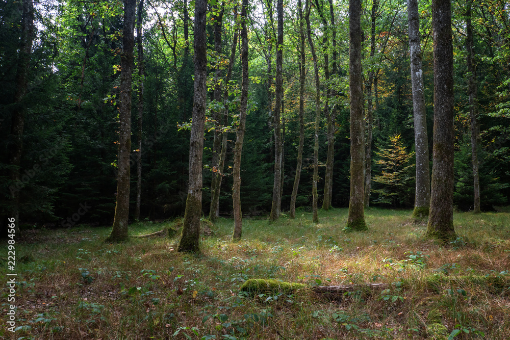 Unterwegs im Wald - Bremgartenwald, Bern Unterwegs im Wald - Bremgartenwald, Bern