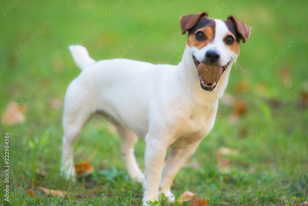 Jack Russell terrier dog in the park on grass meadow