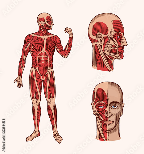 Human anatomy. Muscular and bone system of the head. Medical Vector illustration for science, medicine and biology. Male face Engraved hand drawn old monochrome Vintage sketch. Front and Profile view.