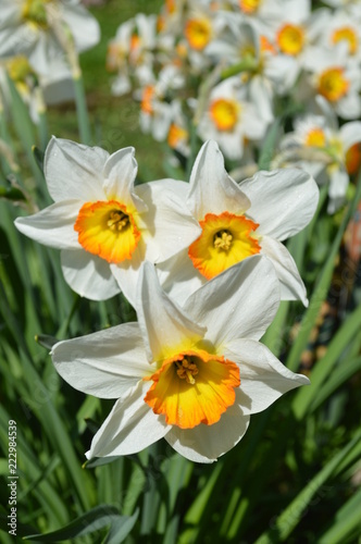 Fototapeta Naklejka Na Ścianę i Meble -  Spring Daffodils