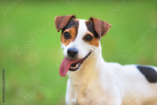 Jack Russell terrier dog in the park on grass meadow © herraez