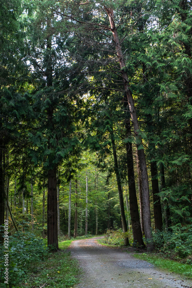 Fototapeta premium Unterwegs im Wald - Bremgartenwald, Bern