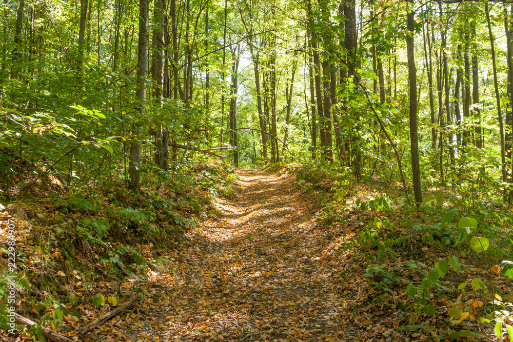 The road in the autumn forest, covered with yellow foliage. The road in the autumn forest, covered with yellow foliage.