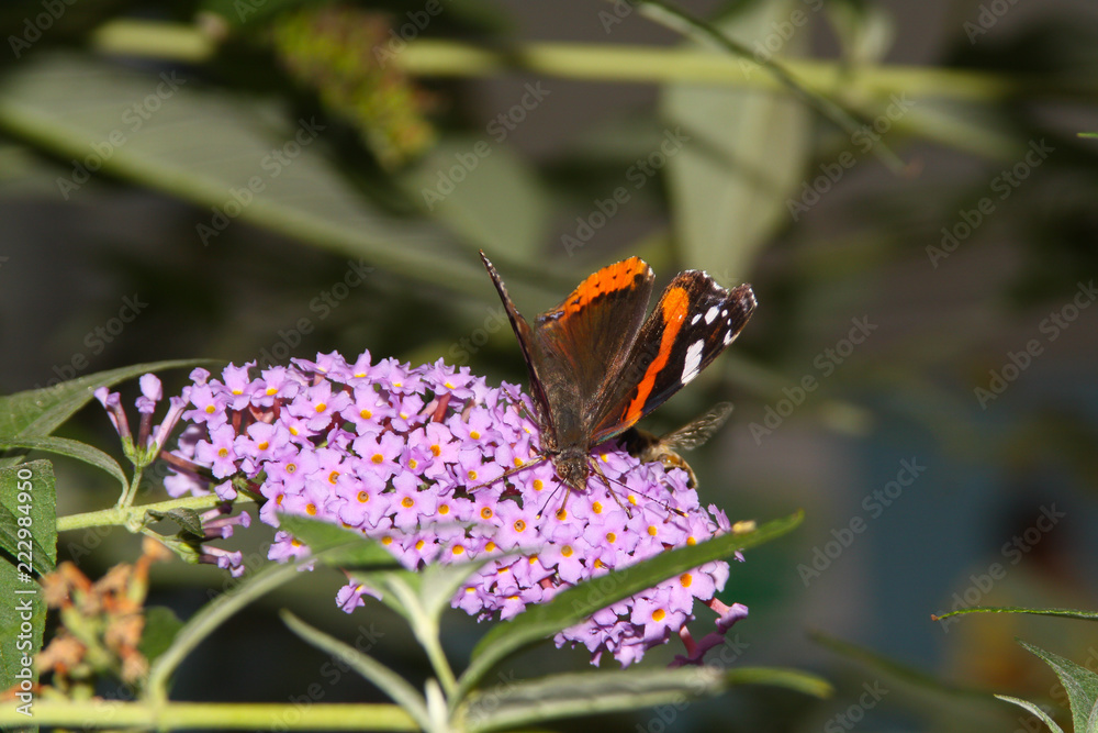 Butterfly Admiral on a beautiful flower.