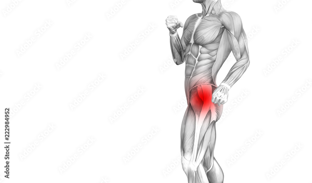 Conceptual hip human anatomy with red hot spot inflammation articular joint pain for leg health care therapy or sport muscle concepts. 3D illustration man arthritis or bone sore osteoporosis disease Conceptual hip human anatomy with red hot spot inflammation articular joint pain for leg health care therapy or sport muscle concepts. 3D illustration man arthritis or bone sore osteoporosis disease