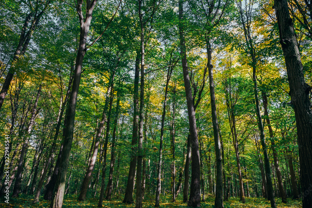  autumn forest trees. nature gold wood sunlight backgrounds.