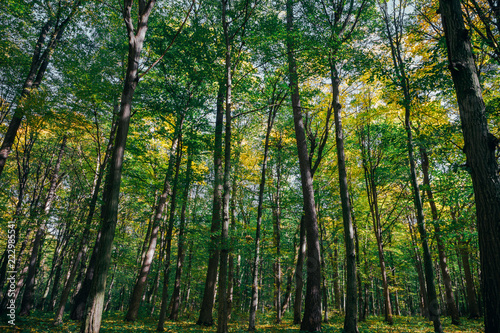  autumn forest trees. nature gold wood sunlight backgrounds.