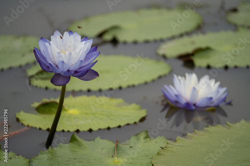 Lotus Flowers in pond