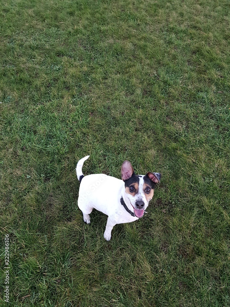 jack russel male