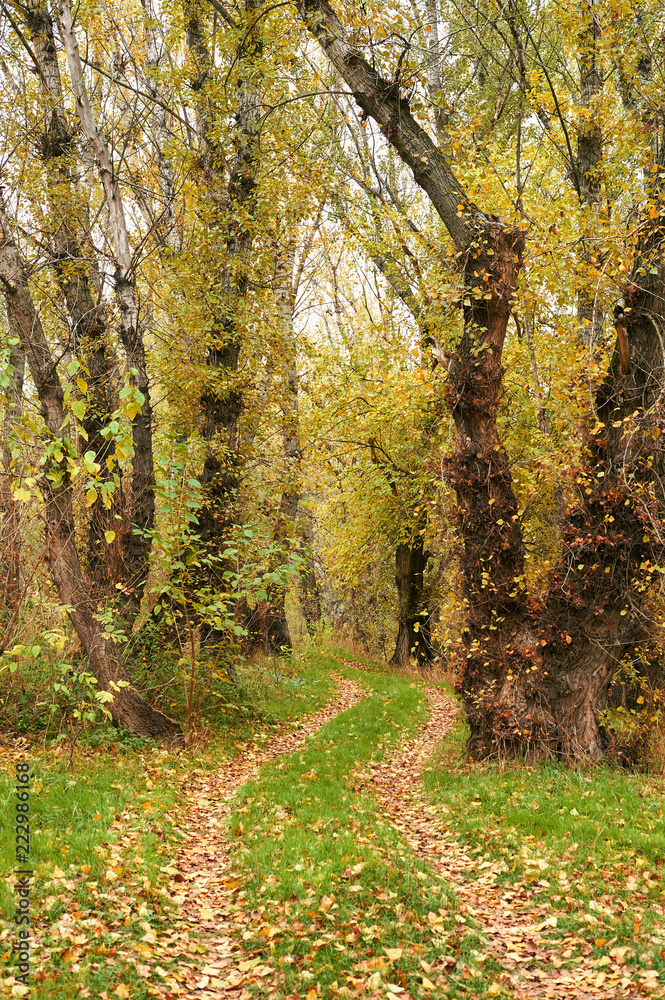 beautiful autumn landscape, yellow leaves and ground road in forest