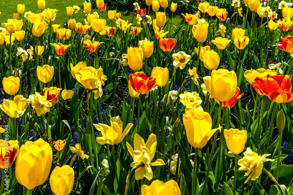 Obraz premium Netherlands,Lisse, a close up of a yellow flower