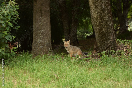 Fototapeta Naklejka Na Ścianę i Meble -  Shy Fox at Los Alerces National Park, Patagonia, Argentina