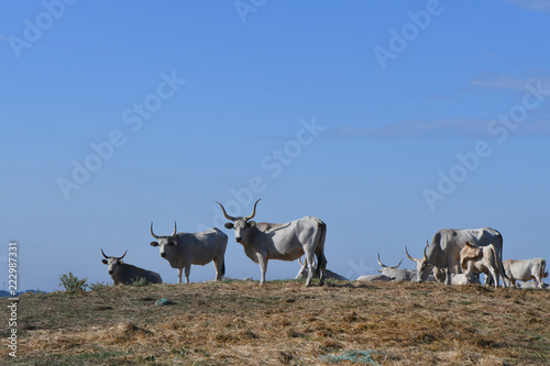 Fototapeta Naklejka Na Ścianę i Meble -  Livestock grazing grass on a hill