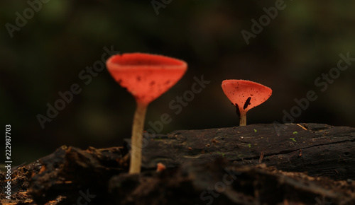 Red mushroom or Champagne mushroom in rain forest.
