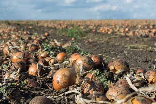 dug up onions in the field in rows, before harvesting by a combine harvester