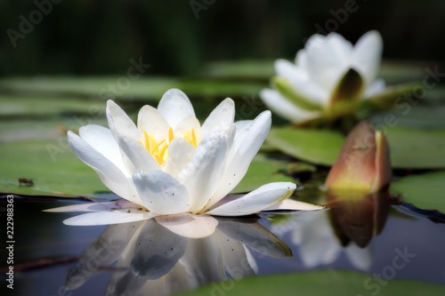 Beautiful close up macro of the white water lily (Nymphaea alba, Nymphaeaceae) aka the European white water lily, white water rose or white nenuphar, in the river Angstel in the Netherlands in summer photo