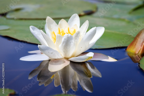 Beautiful close up macro of the white water lily (Nymphaea alba, Nymphaeaceae) aka the European white water lily, white water rose or white nenuphar, in the river Angstel in the Netherlands in summer