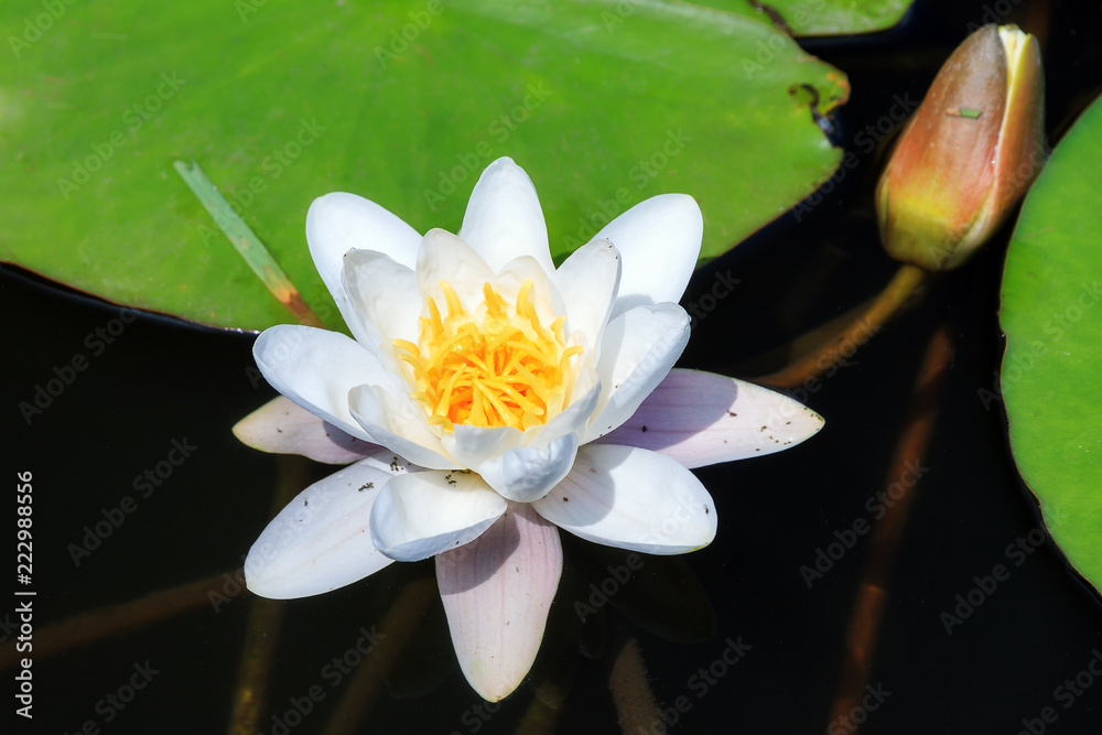 Beautiful close up macro of the white water lily (Nymphaea alba, Nymphaeaceae) aka the European white water lily, white water rose or white nenuphar, in the river Angstel in the Netherlands in summer Beautiful close up macro of the white water lily (Nymphaea alba, Nymphaeaceae) aka the European white water lily, white water rose or white nenuphar, in the river Angstel in the Netherlands in summer