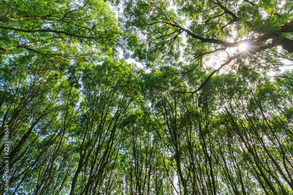 Beautiful view in the green forest looking up at the top of the trees and sun in the Netherlands in summer
Beautiful view in the green forest looking up at the top of the trees and sun in the Netherlands in summer