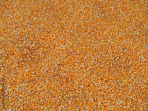 Large heap of corn grains. Whole background, close up and top view.