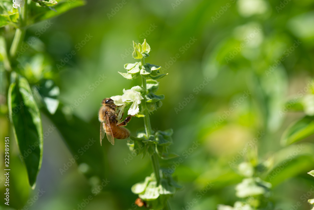 A honey bee collects nectar from a freshly opened white basil flower A honey bee collects nectar from a freshly opened white basil flower