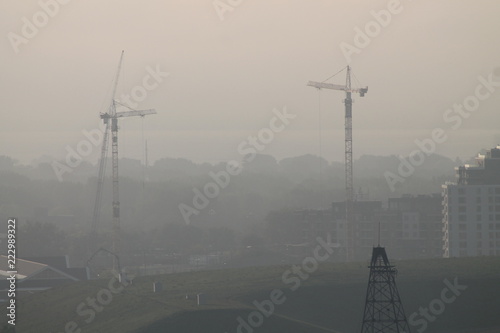 Grues dans la brume.