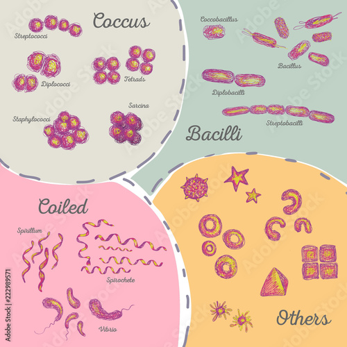 Bacteria Set