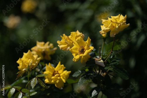 Yellow rose in fiels