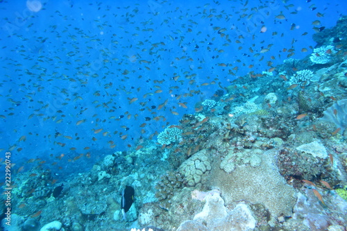 奄美大島 16 サンゴ礁4 © Takehiro