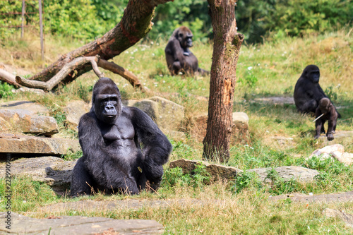 Group of western lowland gorillas (Gorilla gorilla gorilla) with an silverback alpha male
