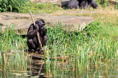 Fototapeta Western lowland gorilla (Gorilla gorilla gorilla) at the shore of a pond in the