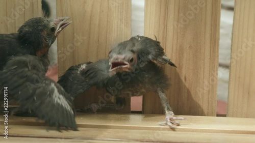 Ugly, clumsy, baby birds stumbling, one falls and has to be picked back up again
