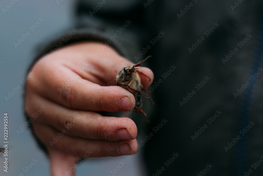 Obraz premium a beetle in the hands of a child. The child holds in the dirty hands of a May beetle, a horsetail.rural child. child in nature, studying nature. exploring the world of insects