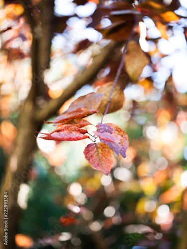 Autumn Leaves on Branch © BillionPhotos.com
