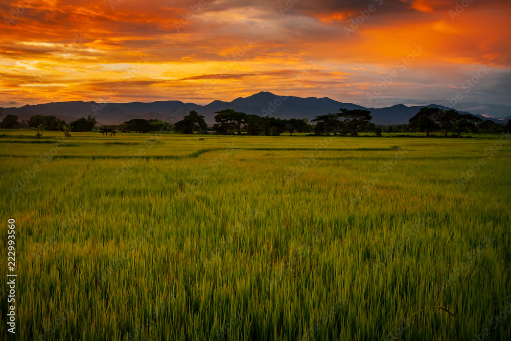 Landscape of rice field