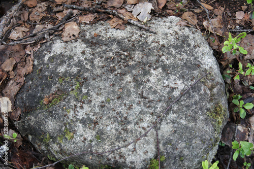 Antz on stone - karelia photo