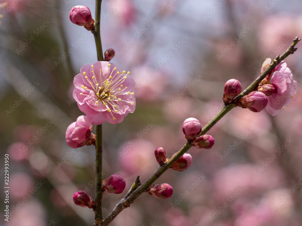 Ume blossom. Ume tree. Pink flowers. Ume blossom. Ume tree. Pink flowers.