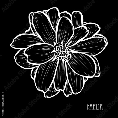 Fototapeta Naklejka Na Ścianę i Meble -  hand drawn floral decoration