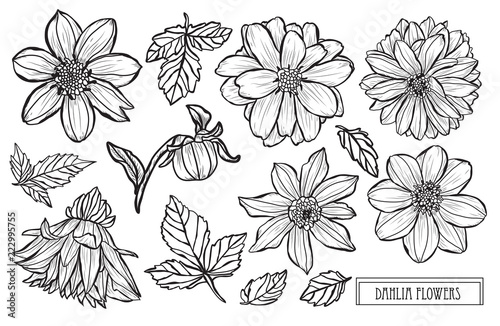 Fototapeta Naklejka Na Ścianę i Meble -  hand drawn floral decorations