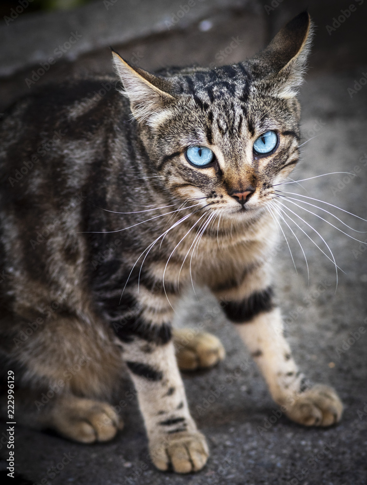  gray tabby cat with blue eyes sitting on the asphalt