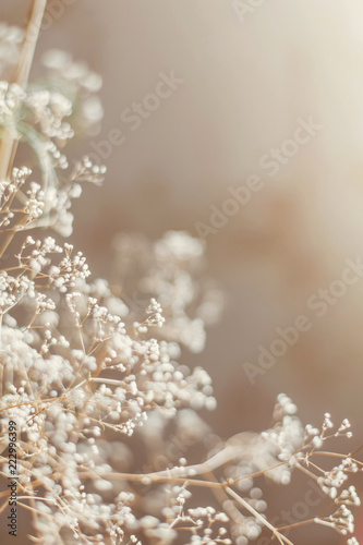 Abstract texture of a dried flowering branch, with a shallow depth of field, a delicate texture